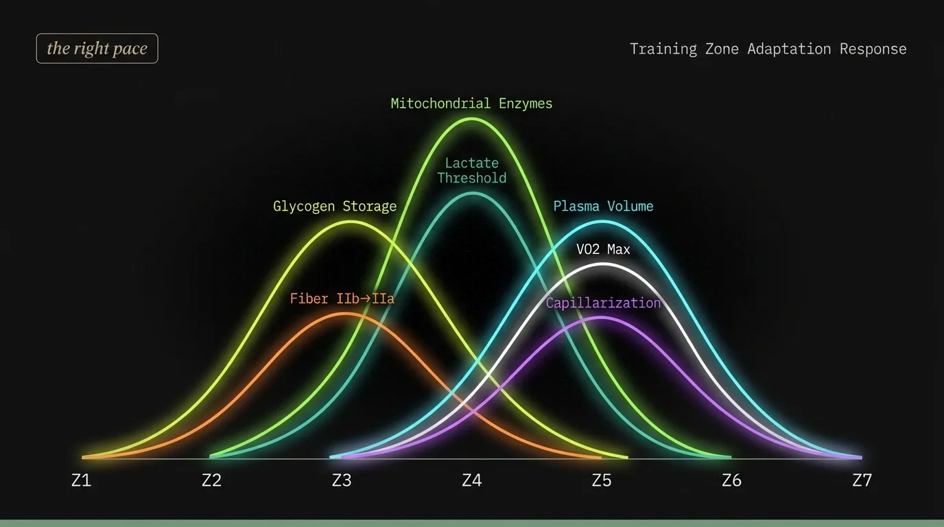 Coggan training zone adaptation matrix — color-coded intensity by physiological adaptation